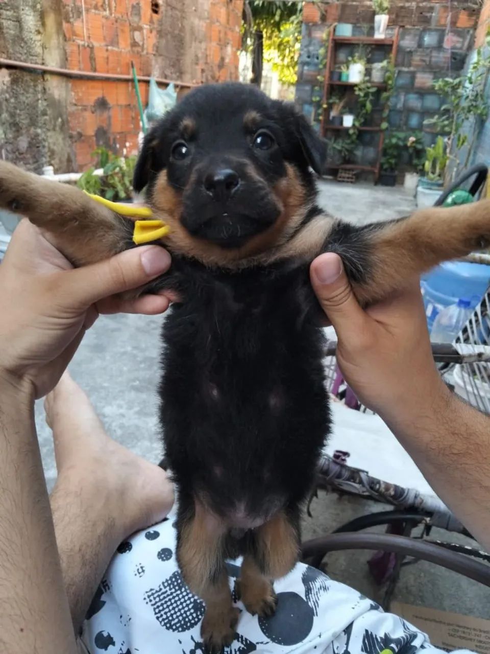 Rottweiler Filhote  - Foto 4