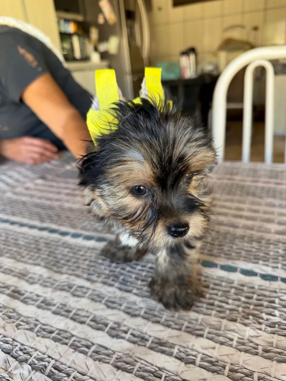 Yorkshire Terrier  - Foto 2