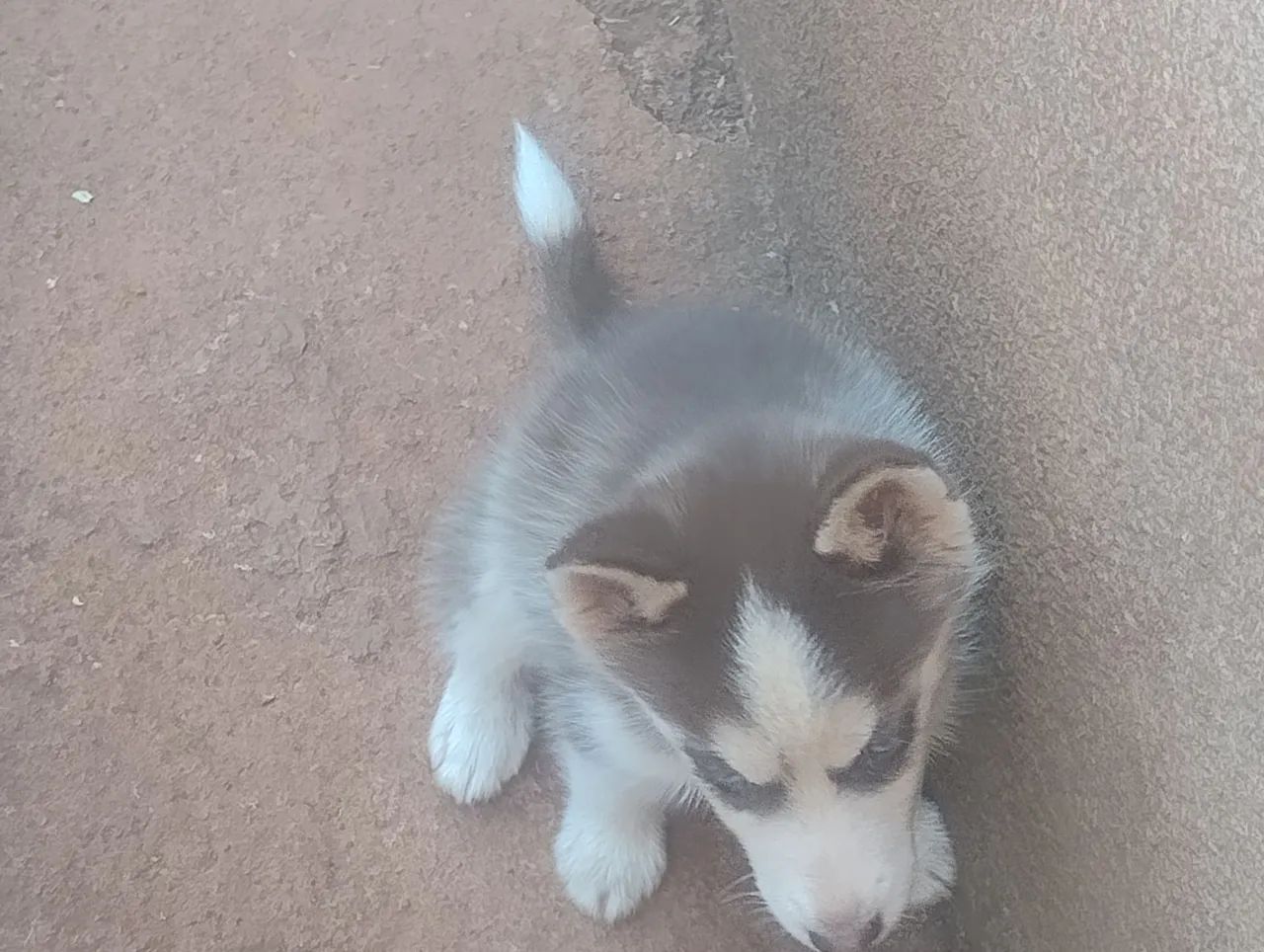 Vende se husk - Foto 3
