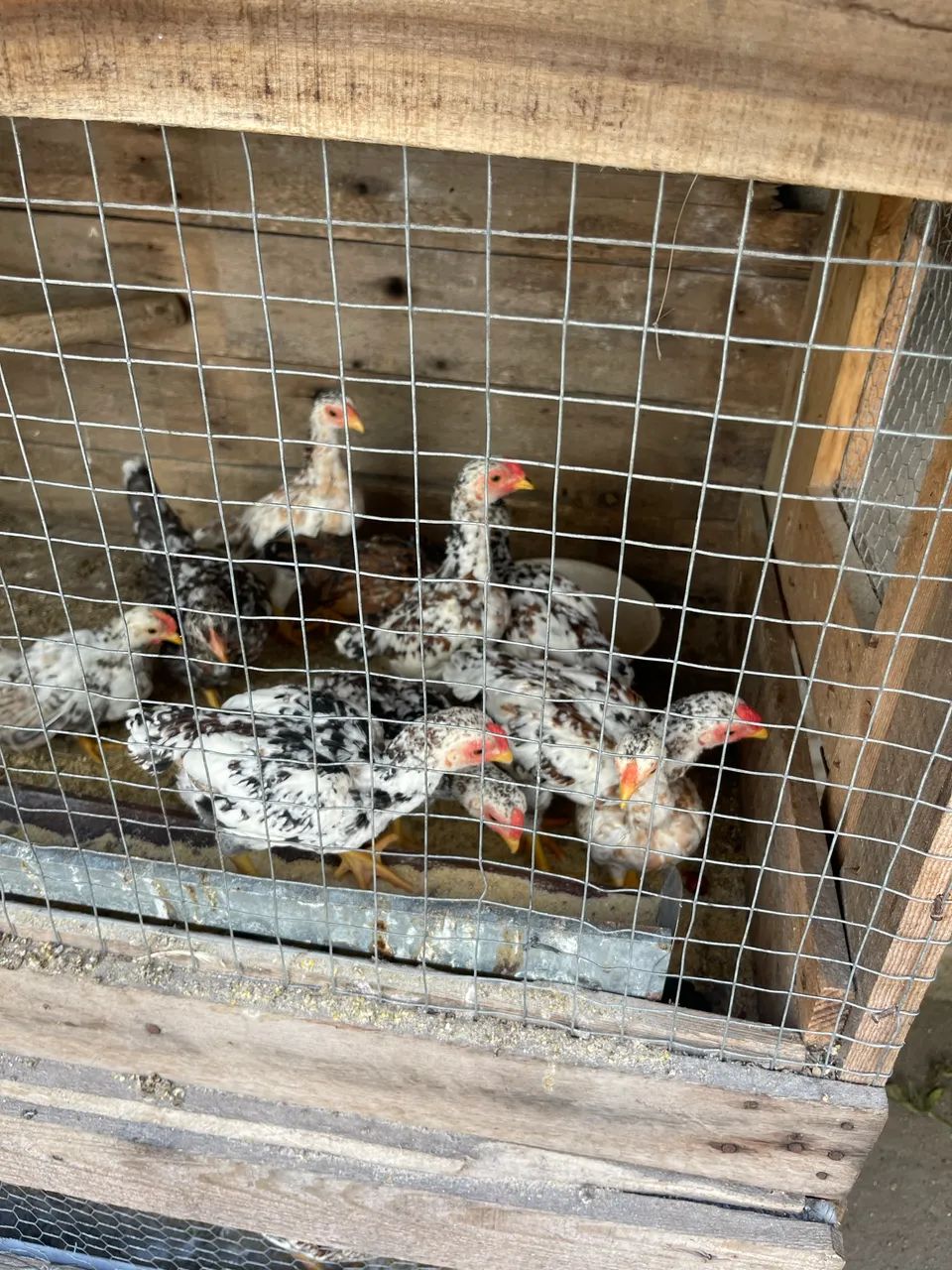 Frango Ko shamo  - Foto 5