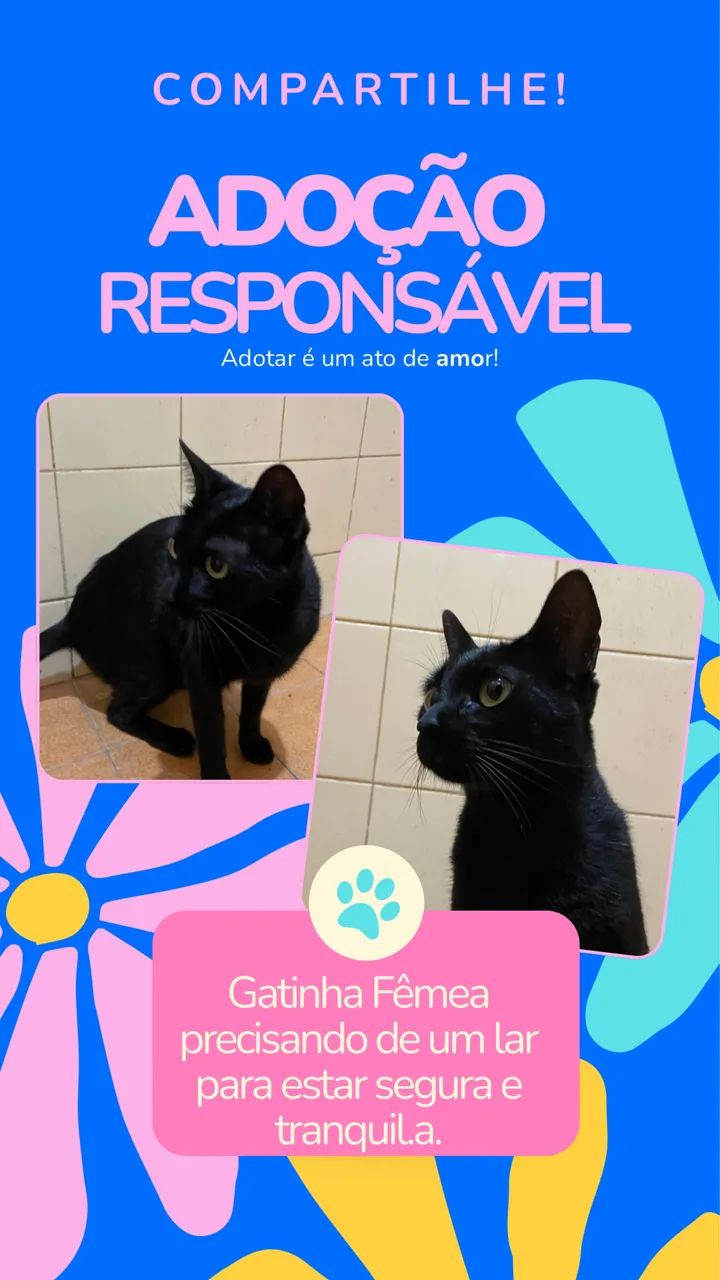 Adoção responsável  - Foto 2