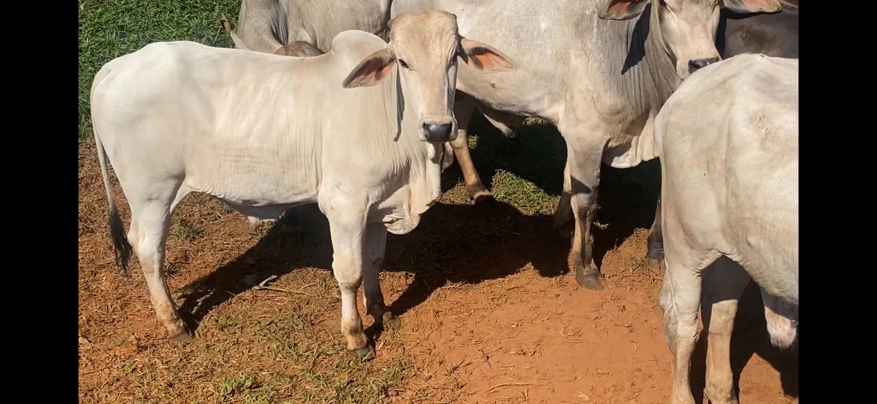 Garrotes Neroli e Brahma m - Foto 4