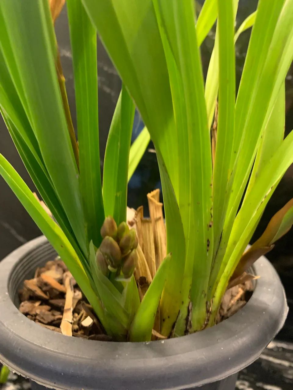 Orquídea Cymbidium  - Foto 3