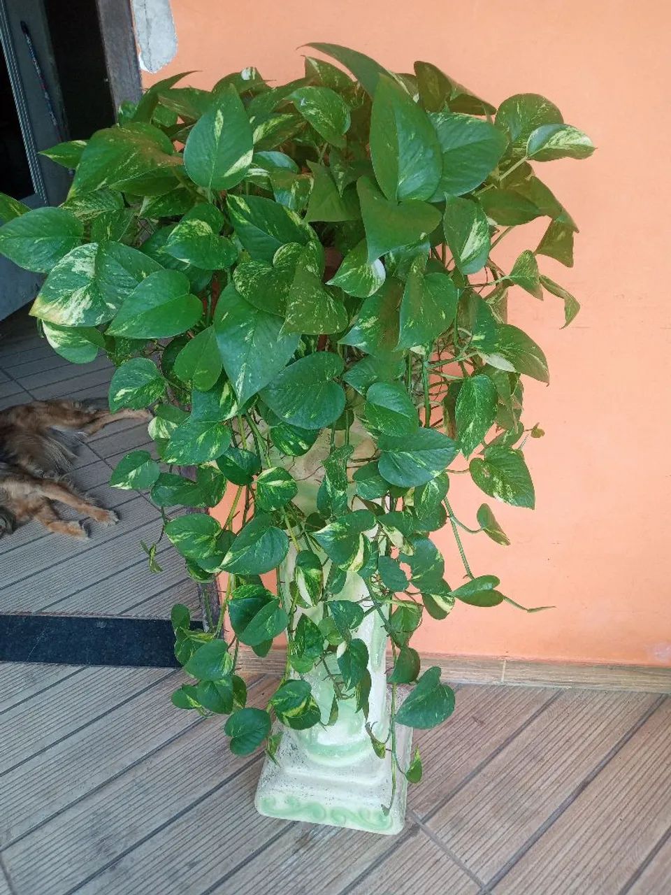 Planta jibóia  - Foto 3