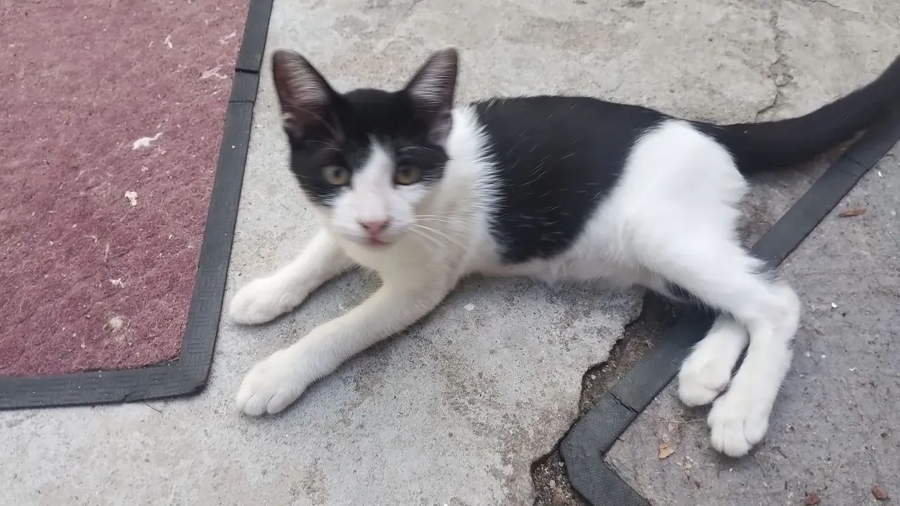 GATINHO MACHO DISPONÍVEL PARA ADOÇÃO RESPONSÁVEL 