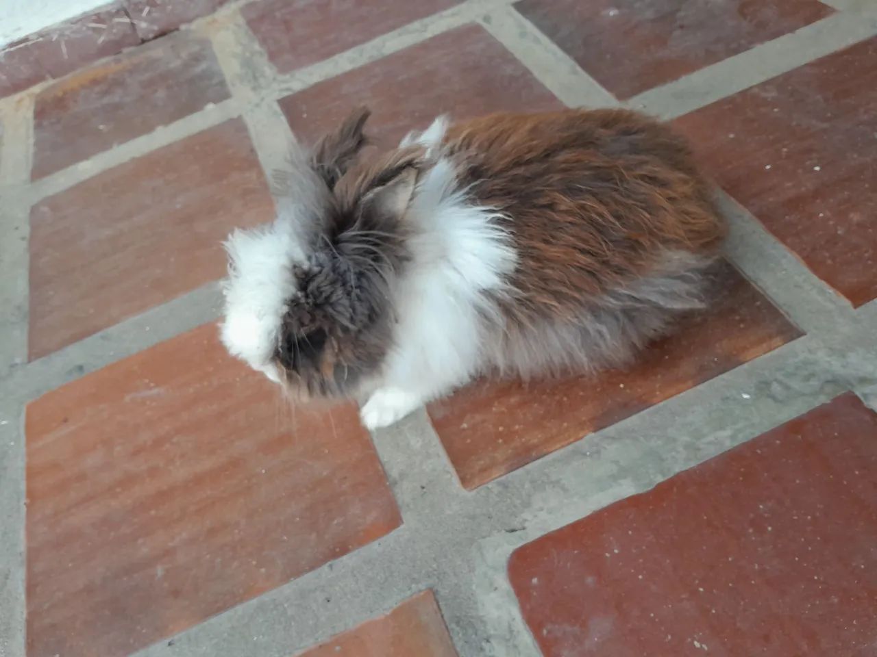 Coelho HEMI - Foto 3