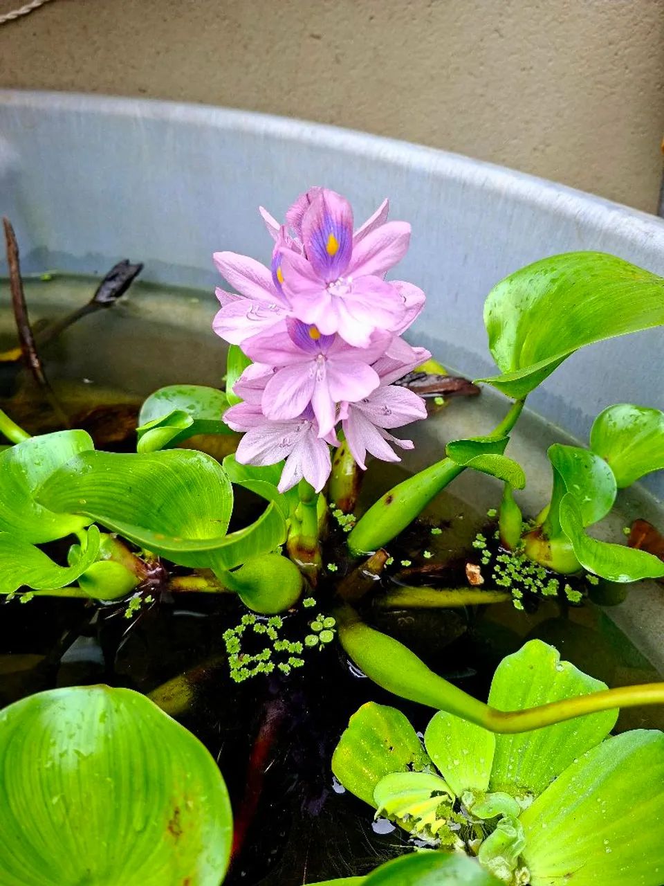 Plantas aquática aguape alface dagua azolla 