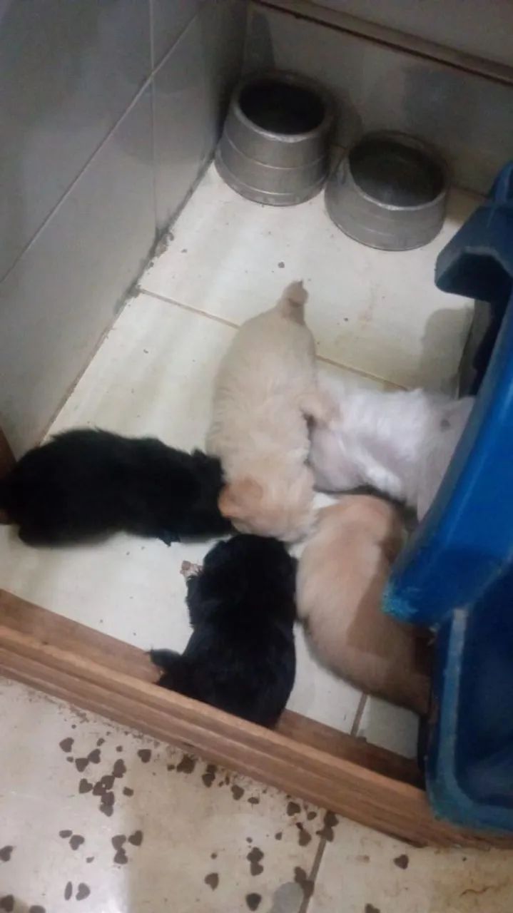 Cachorro ? 