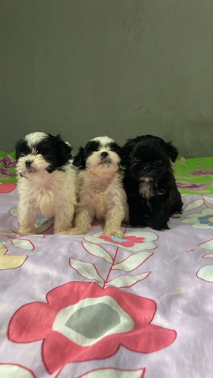 Cachorro shih Tzu - Foto 4