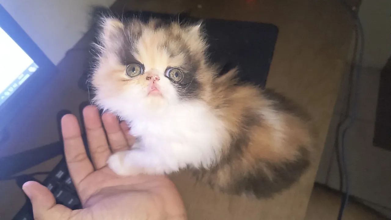 Gato persa - Foto 4