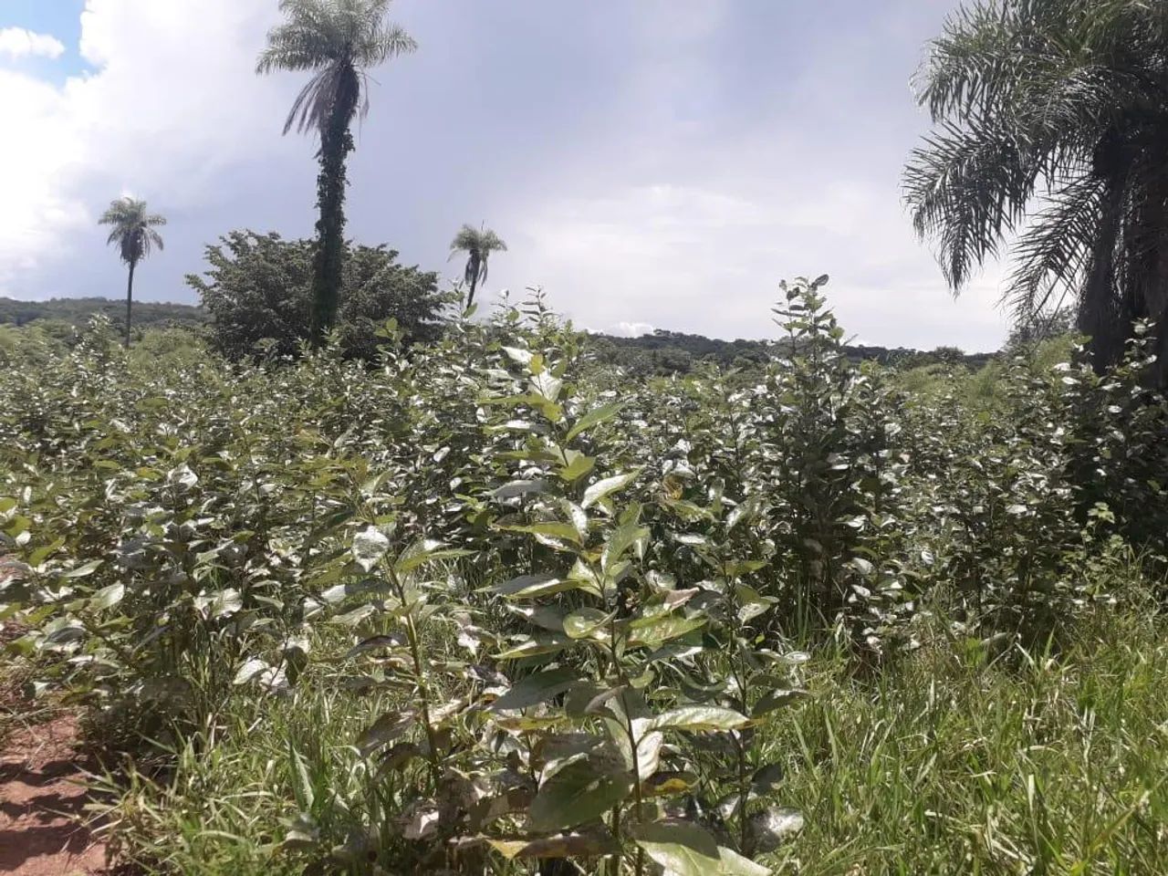Fazenda para Venda em Barrolândia - Foto 4