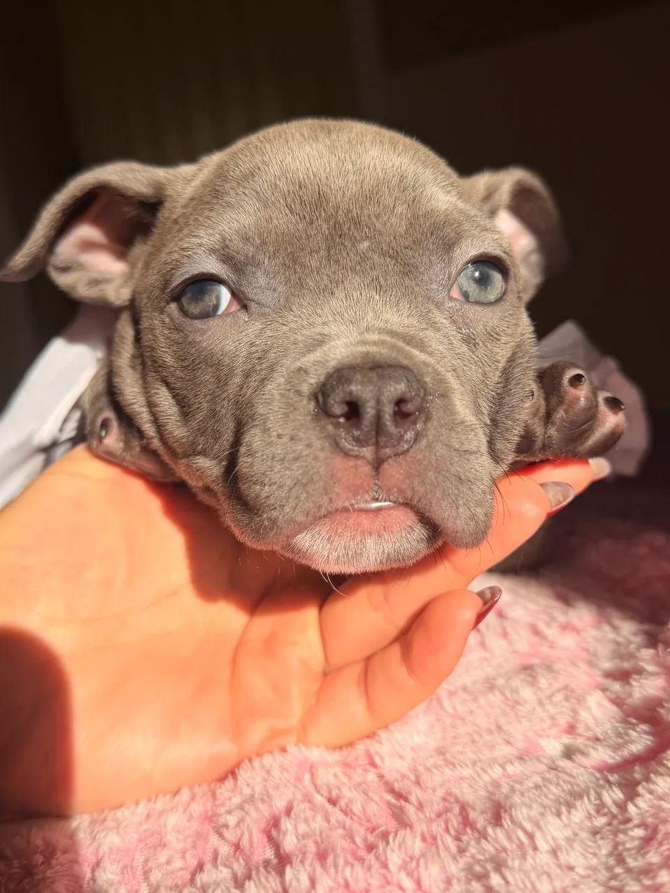 American bully - Cinza disponível  - Foto 5