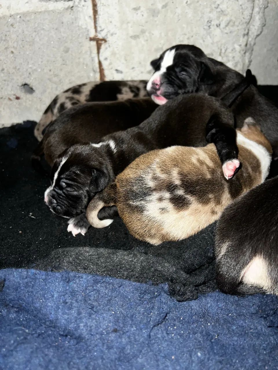 Filhotes de pitbul  - Foto 4