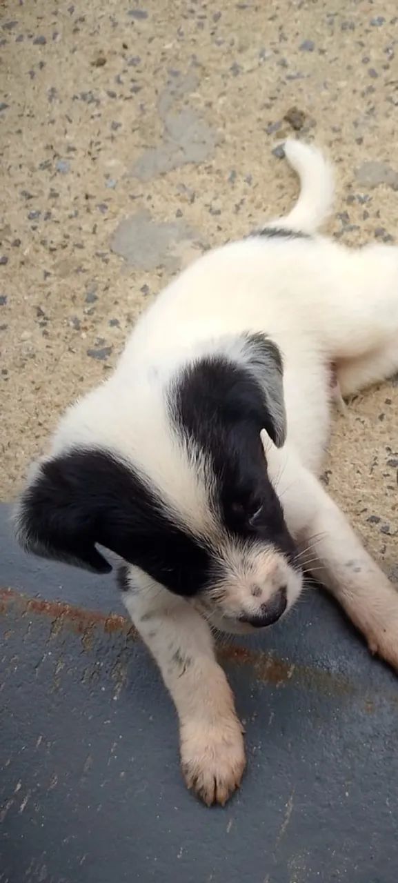Border Collie  - Foto 2
