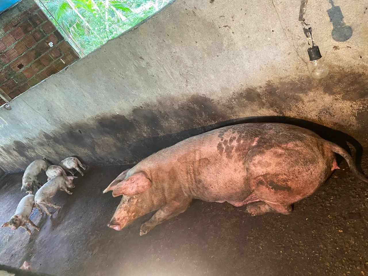 Vendo sítio bem estruturado  - Foto 4