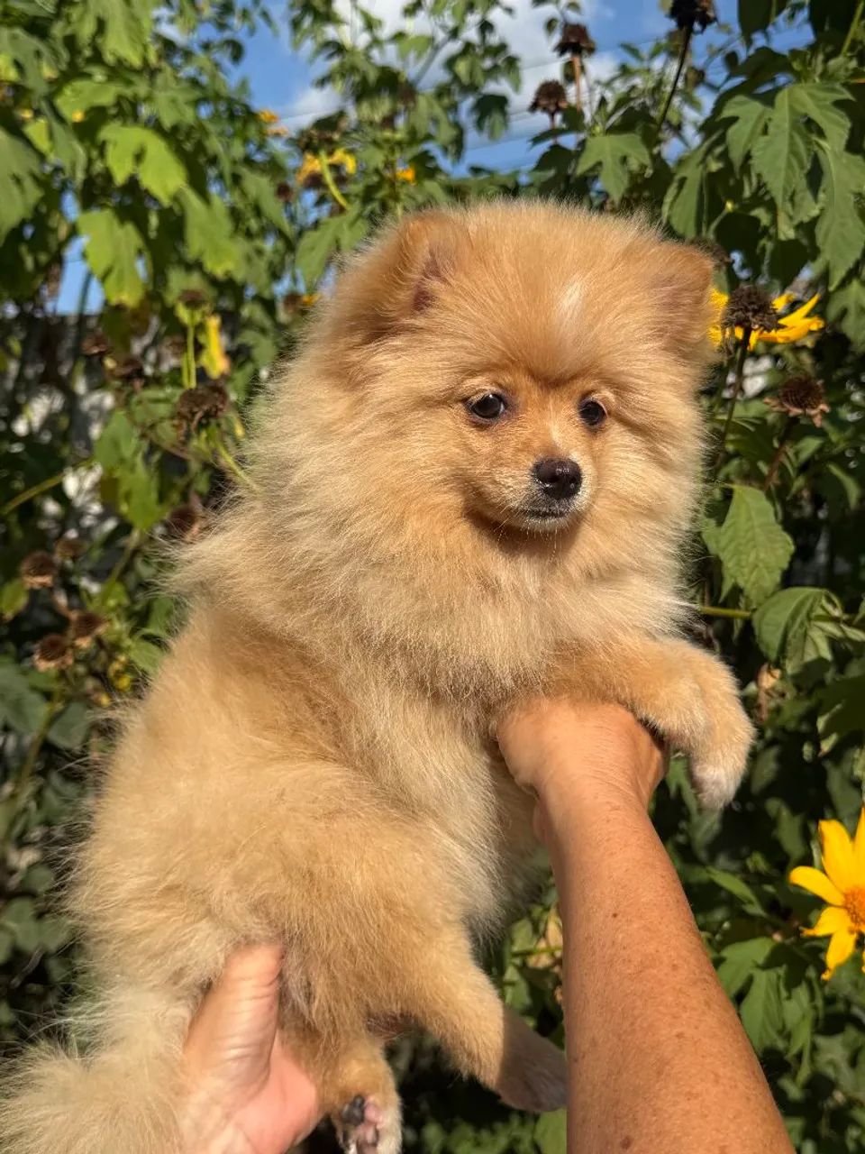 Spitz alemão - Foto 4