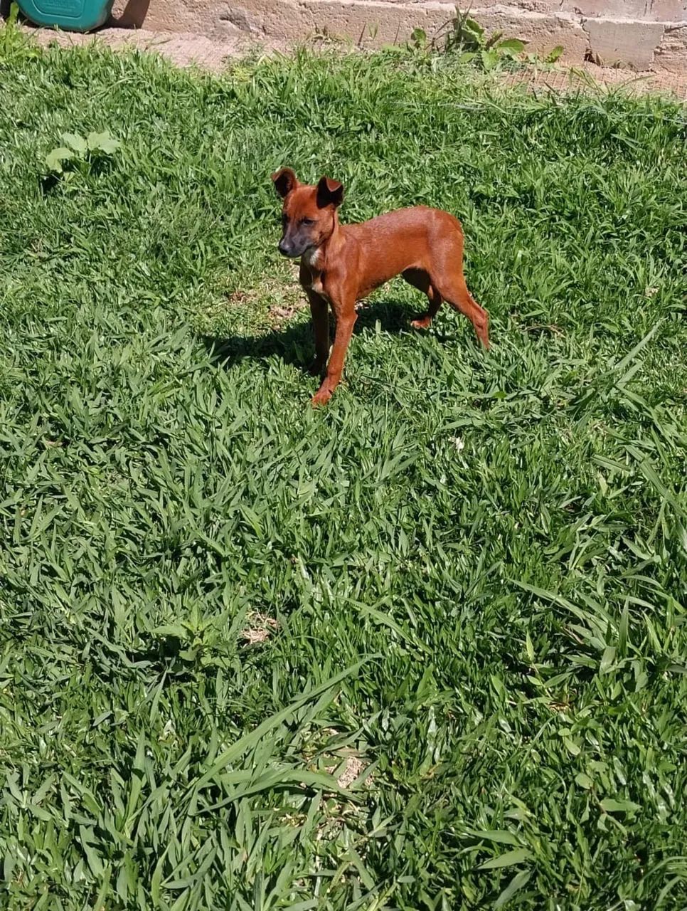 Adoção responsável  - Foto 4
