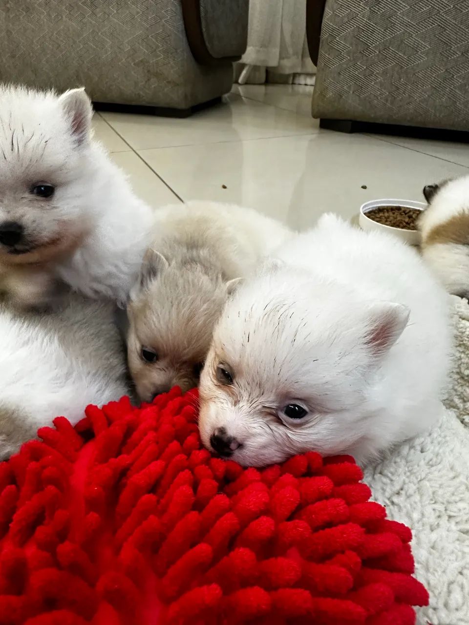 Cachorro  - Foto 2