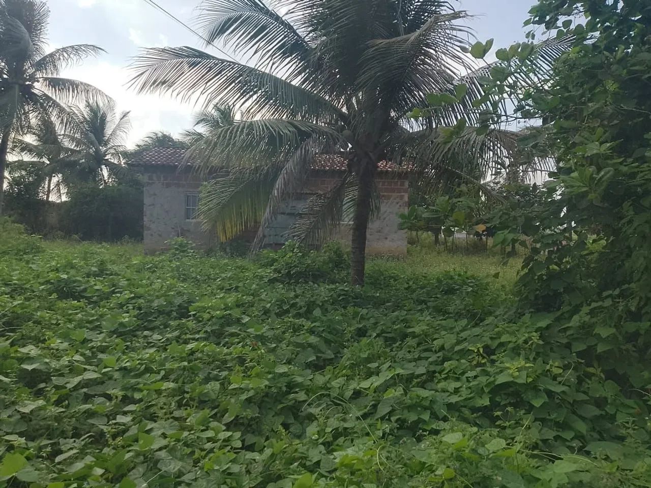 Terreno com árvores de frutas é casa grande. - Foto 4