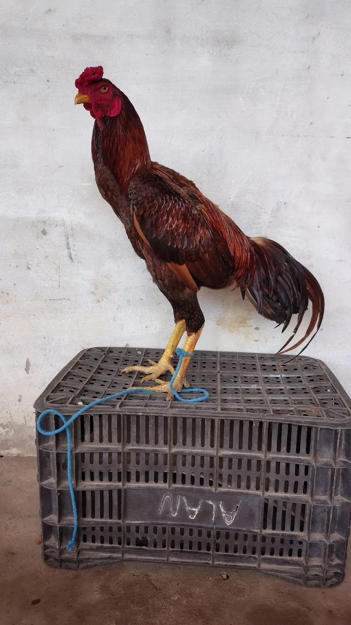 Vendo frango carioca  - Foto 3