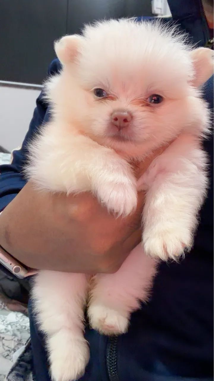 Spitz Alemão  - Foto 2
