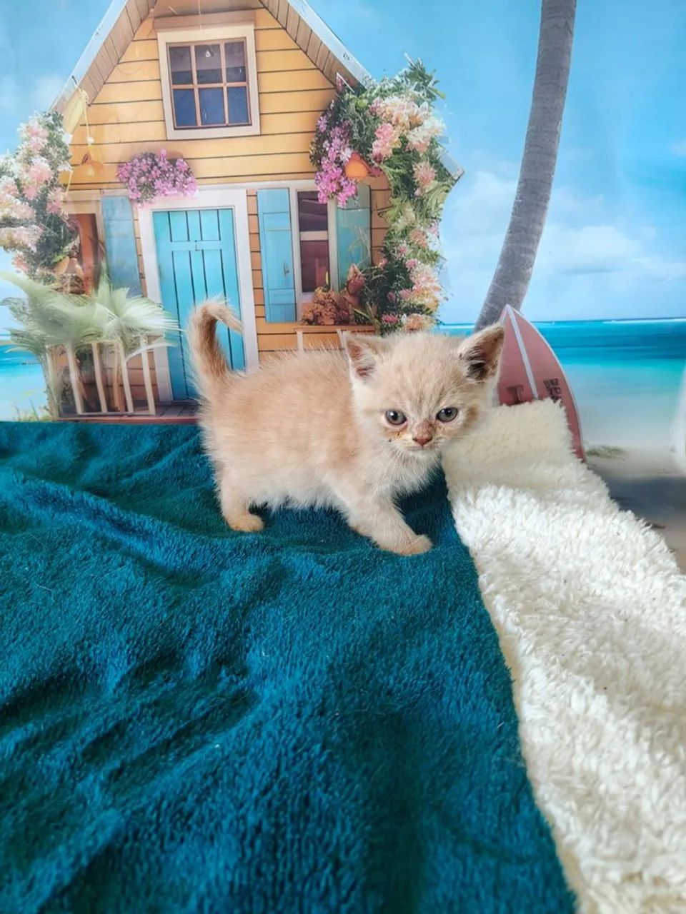 British shorthair creme