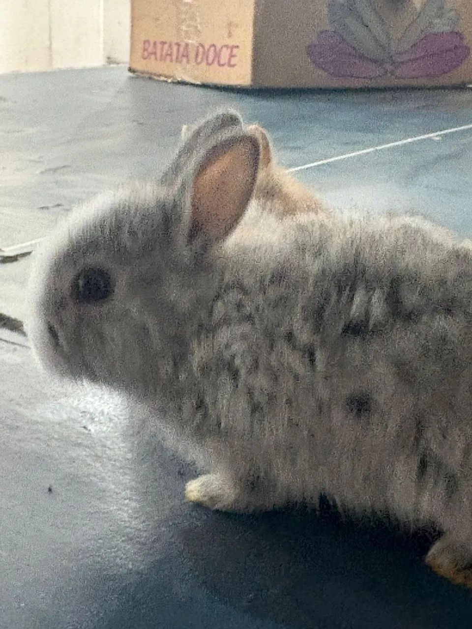 Filhotes de coelho  - Foto 4