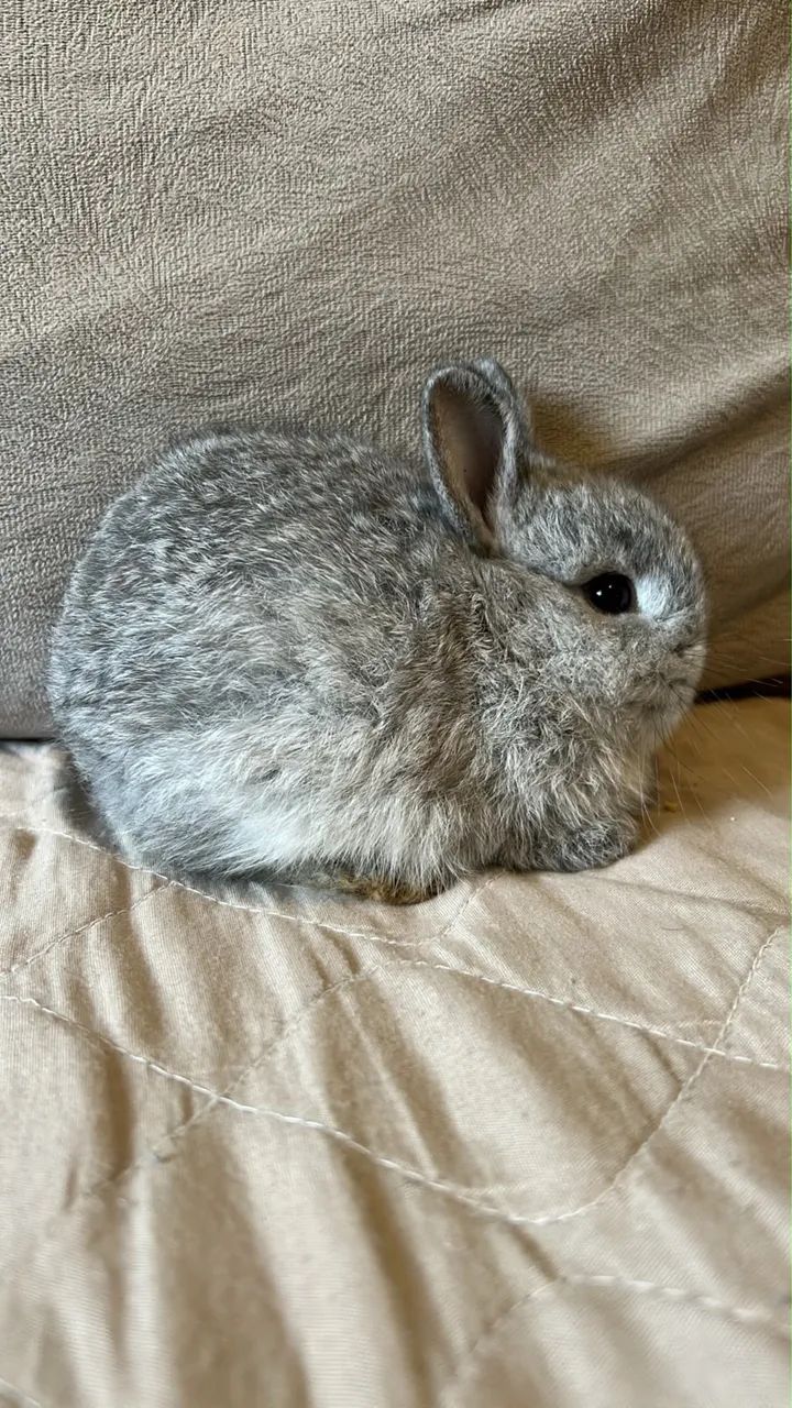 Nederland dwarf coelho anao - Foto 3