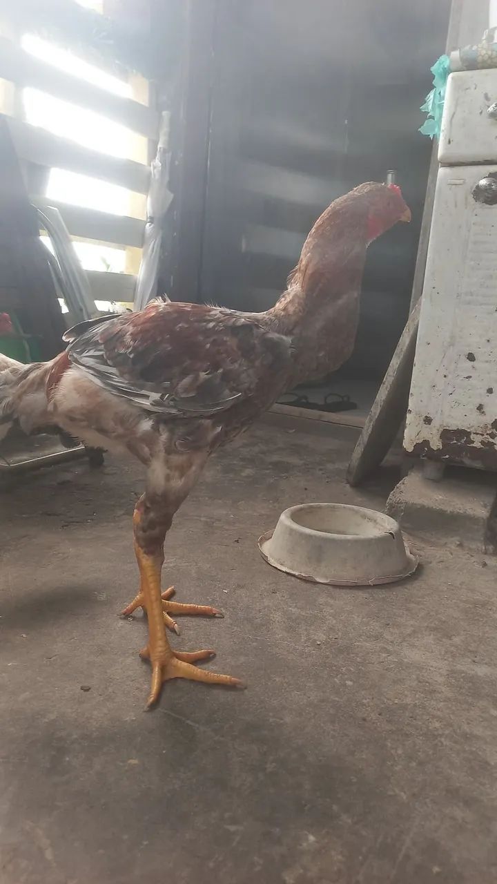 Frango Índio Gigante 