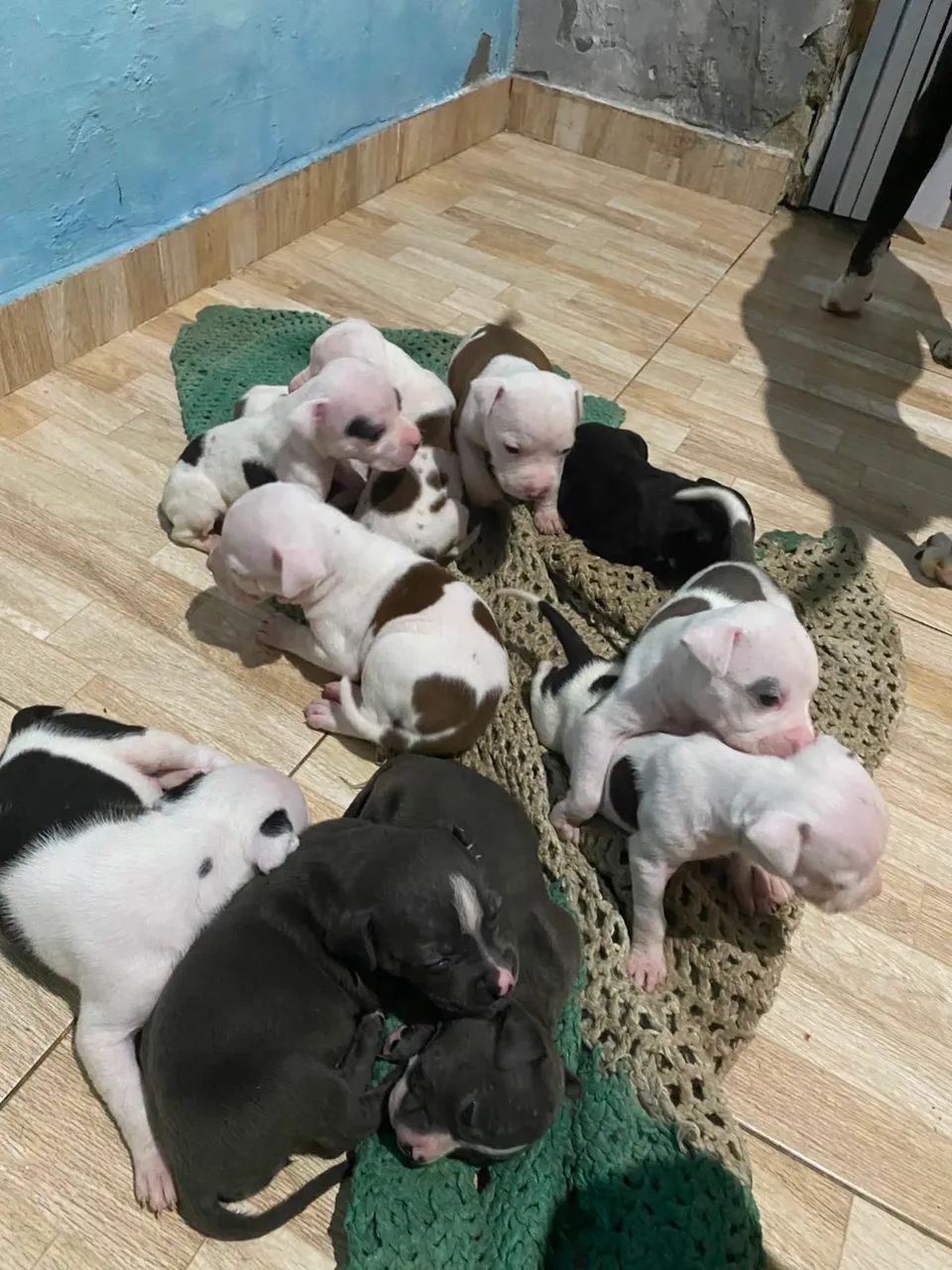 filhote de pitbull americano - Foto 4