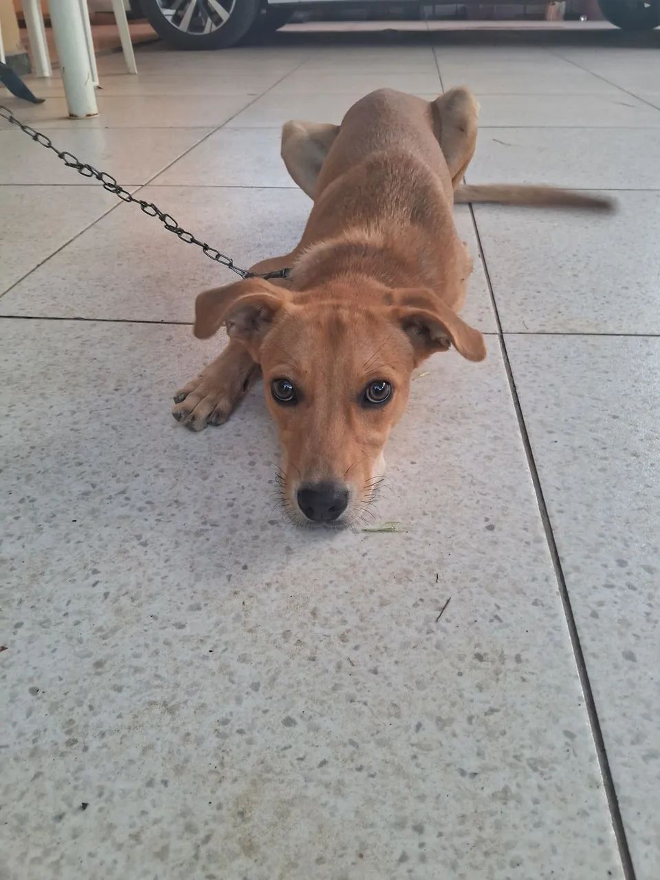 Adoção responsável - Foto 3