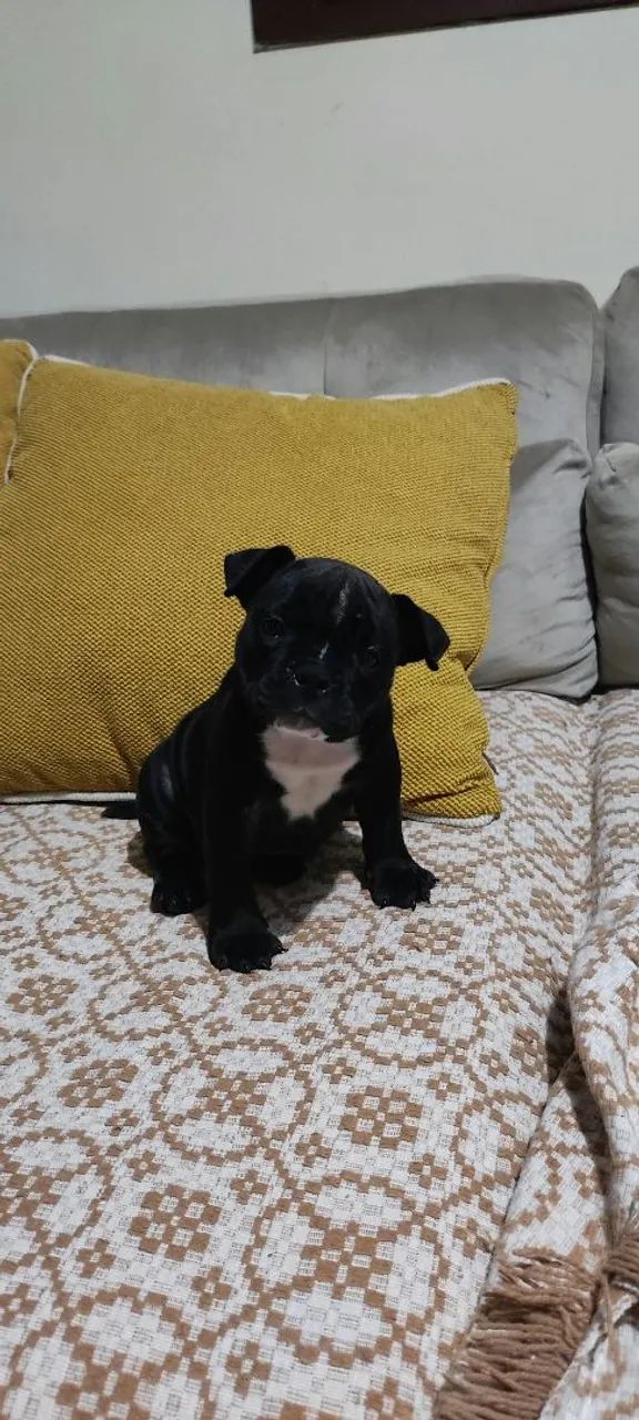 American Bully - Foto 2
