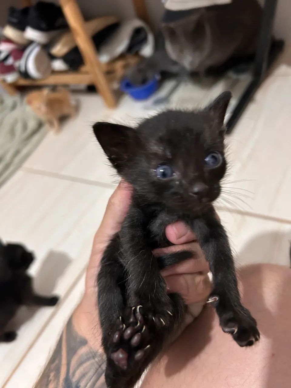 Gato - Foto 5
