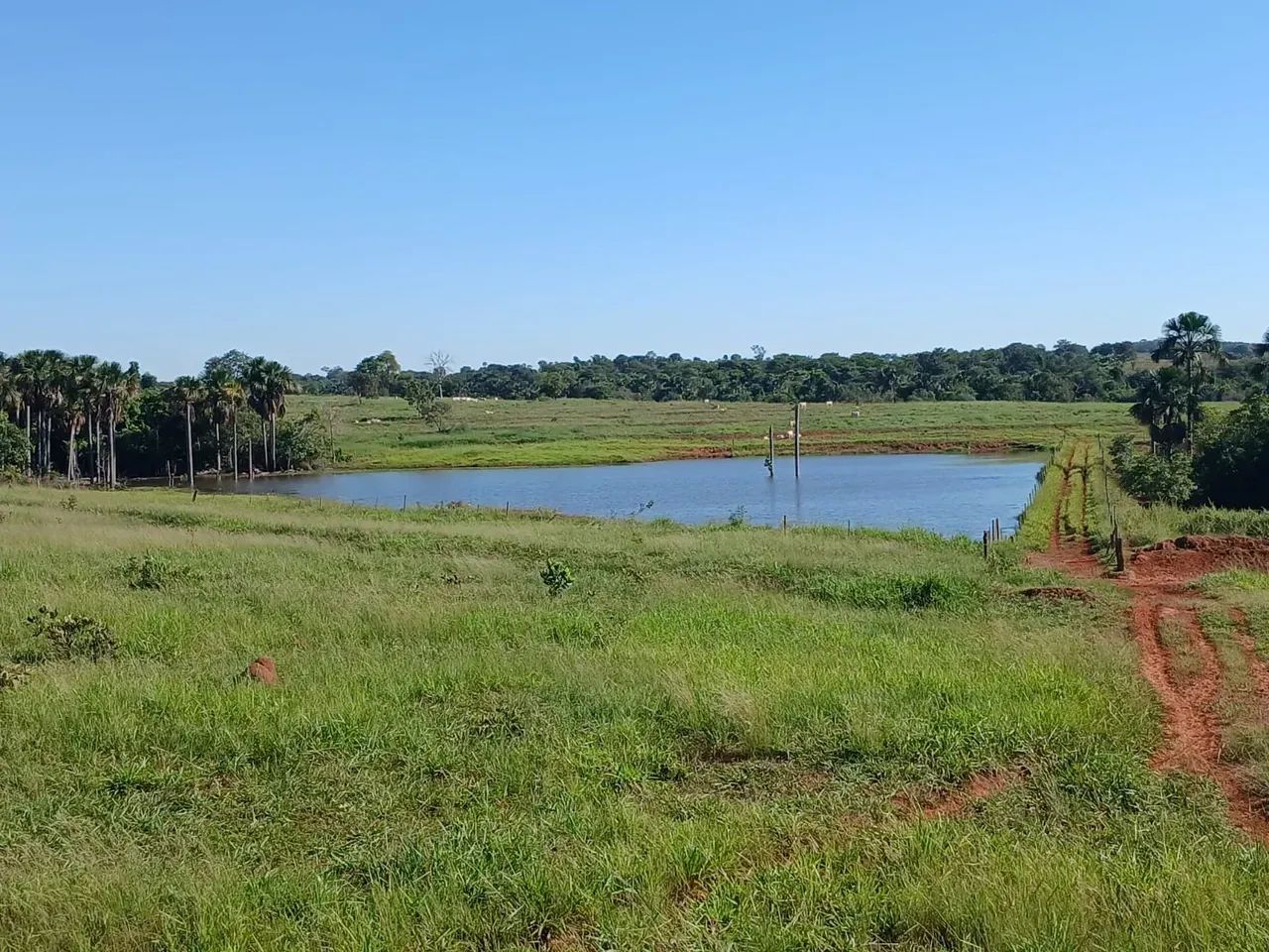 FAZENDA À VENDA  APARECIDA DO TABOADO/MS - Foto 4