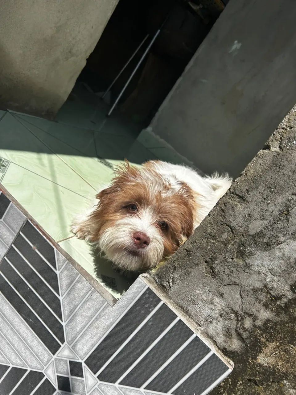 Cachorro  - Foto 4