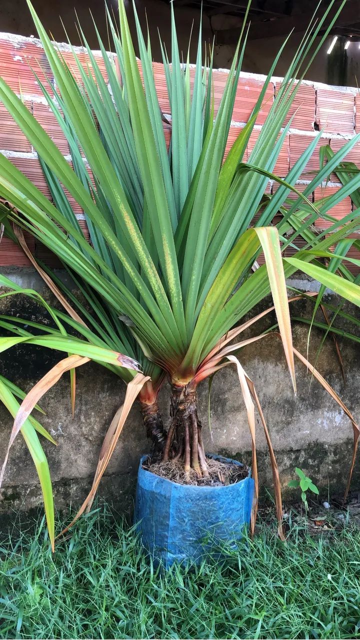 Pandanus 