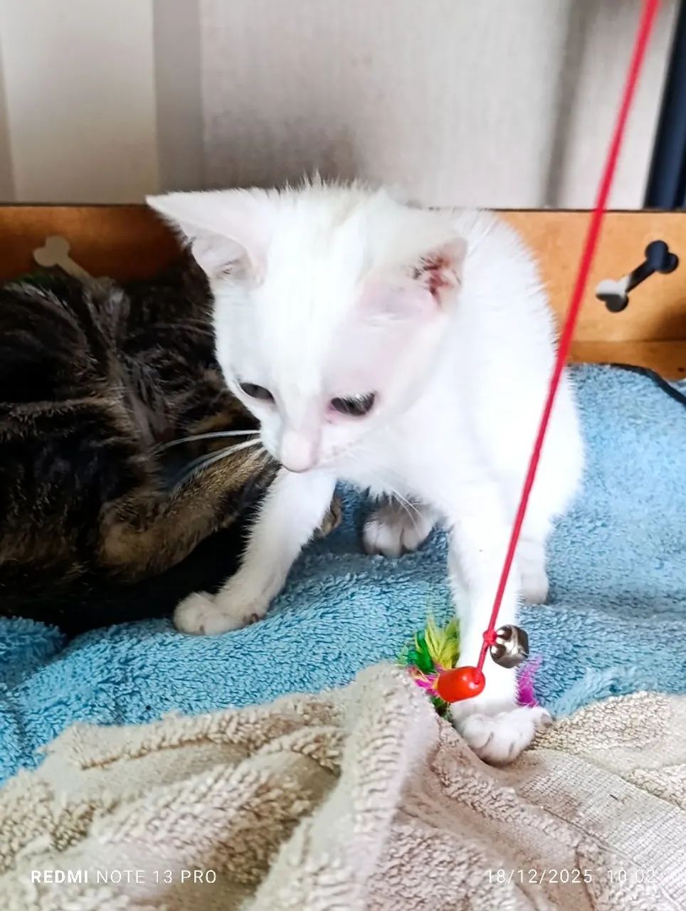 Gatinha filhote para adoção  - Foto 5