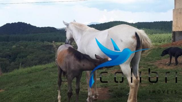 Sítio de porteira fechada em agudos do sul - pr - Foto 5