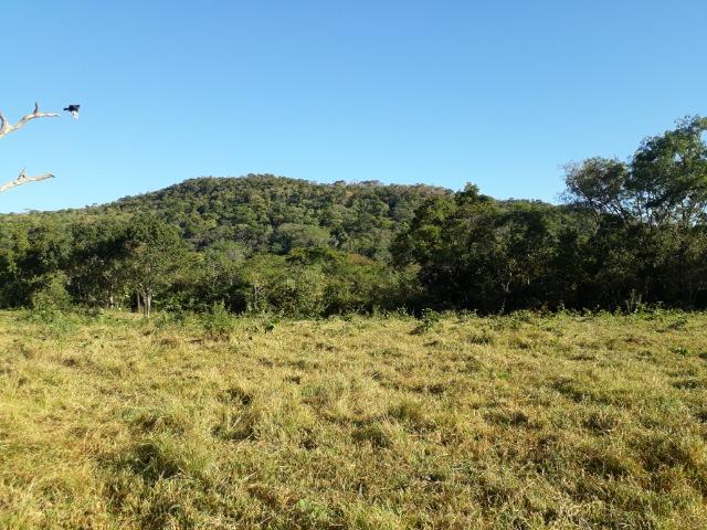 Fazenda com 866 Hectares em Santo Antonio apos a Agrovila das Palmeiras - Foto 13