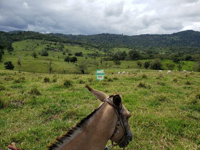 Fazenda espetacular de 284 Hectares. Predominância na PECUÁRIA de corte - Foto 14