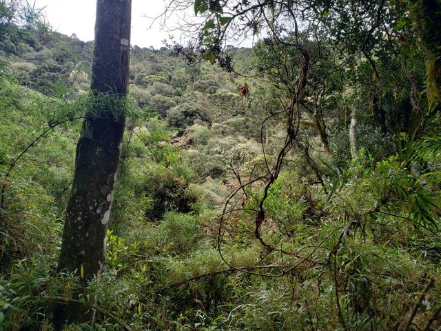 Área Rural entre Rio Rufino/ Urupema - Foto 7