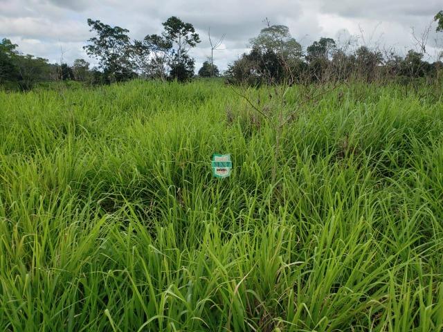 Fazenda espetacular de 284 Hectares. Predominância na PECUÁRIA de corte - Foto 17