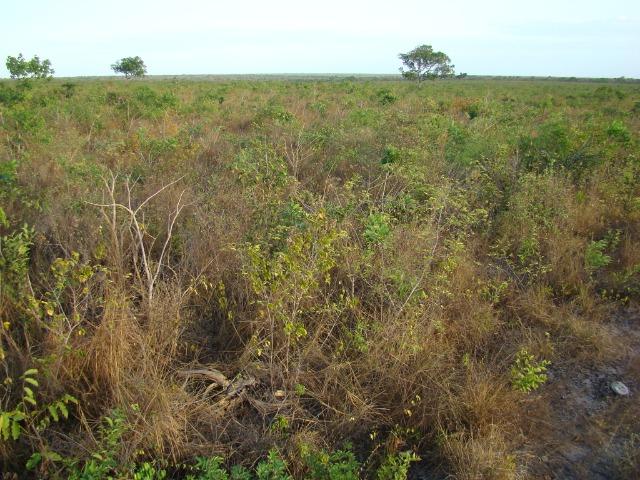Fazenda com 1.006 hectares, com sede, aberta, para soja e milho - Foto 7