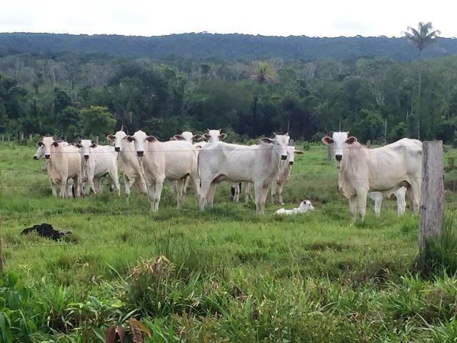 Fazenda 2.904 ha Nova Monte Verde MT