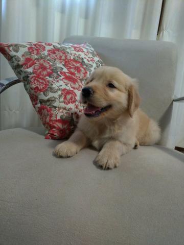 Lindos filhotes Golden Retrivier - Foto 3