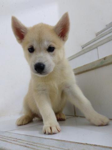 Filhote de Husky Siberiano - Foto 3