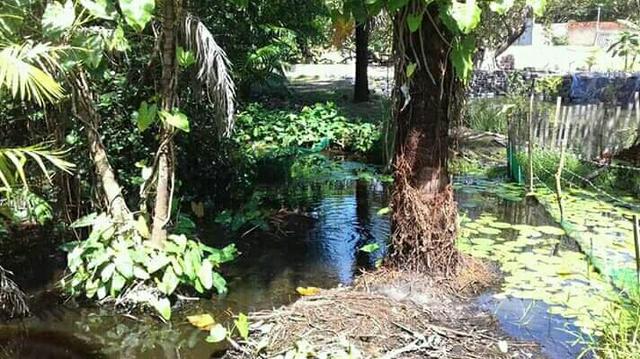 Sítio em panaquatira são José de ribamar - Foto 8