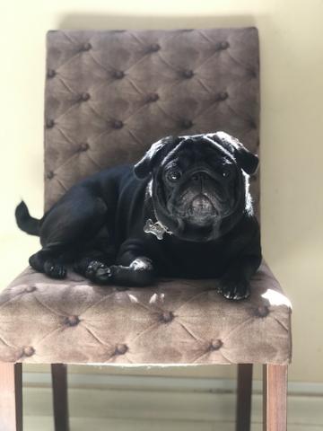 Pug para cruza