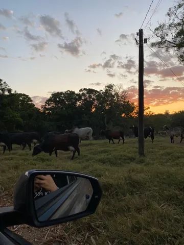 Vacas leiteiras  - Foto 5