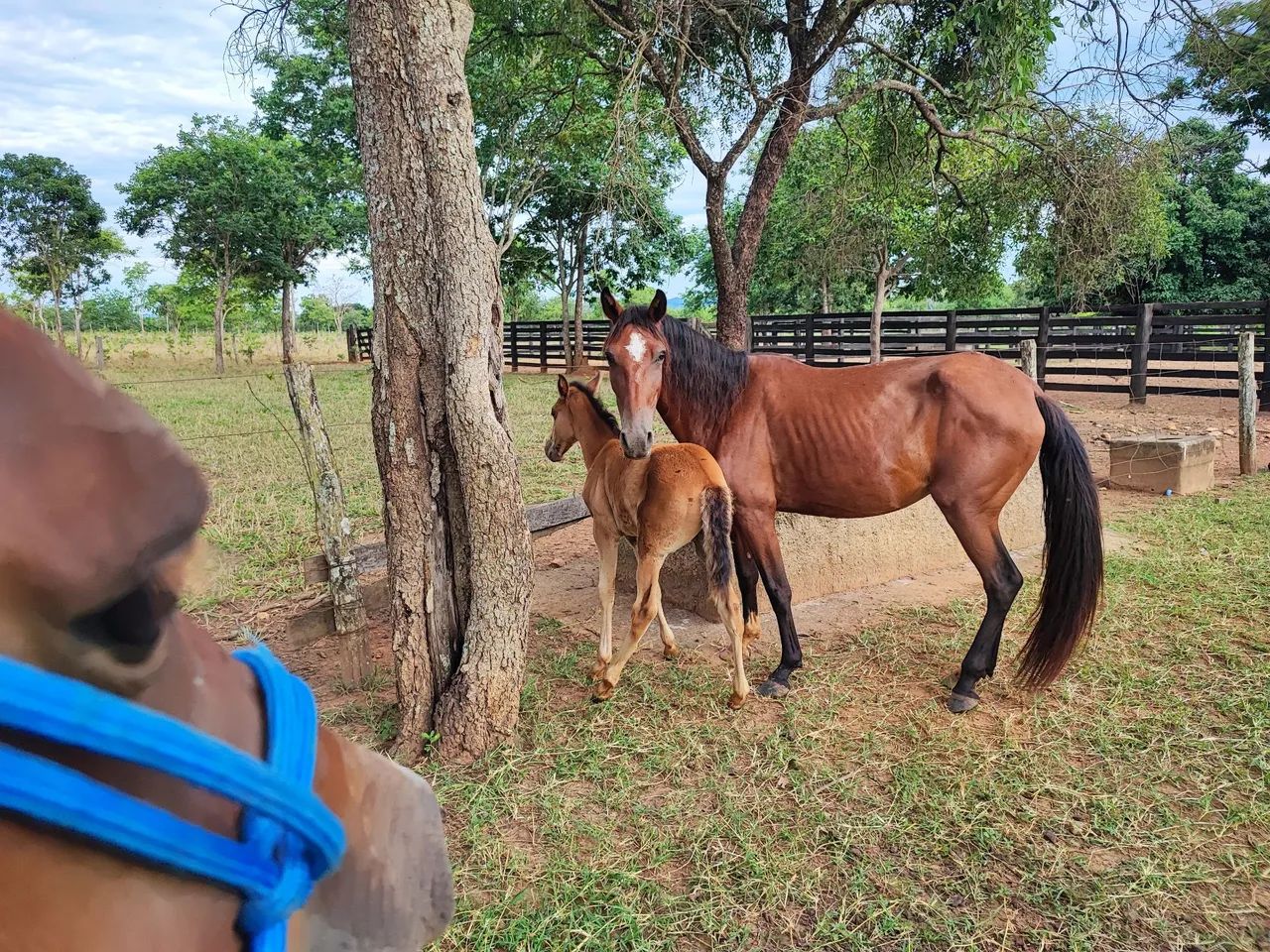 Égua parida   - Foto 3